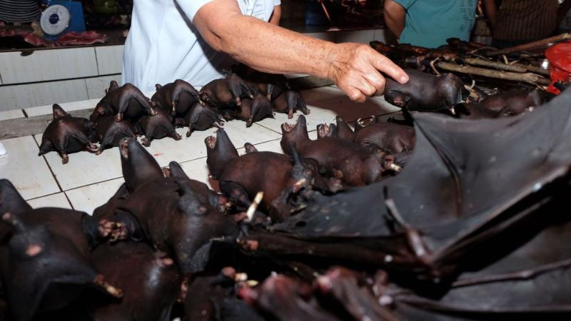 bats