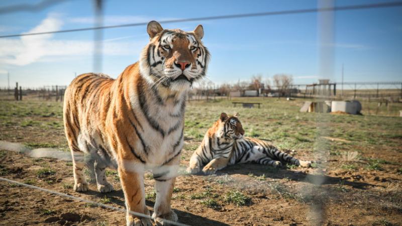 tiger