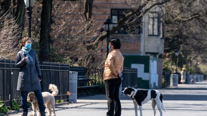 coronavirus pets