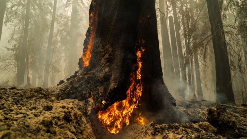 Big Basin Redwoods State Park in Boulder Creek, California on August 22, 2020