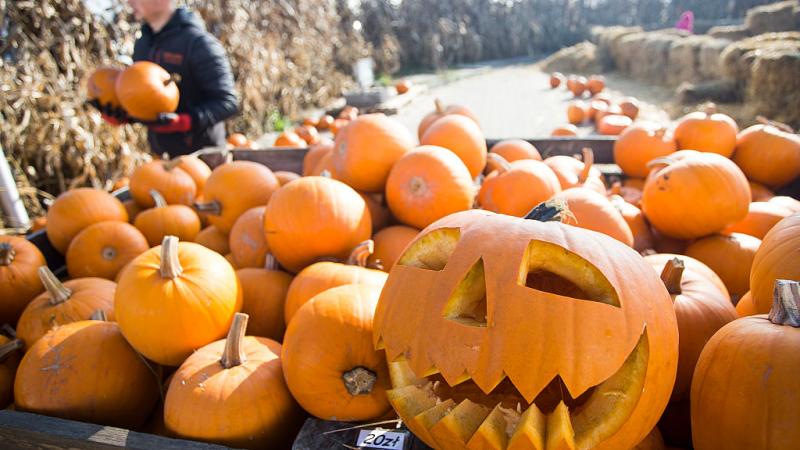 Pumpkin patch