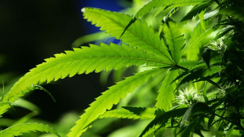 A cannabis plant 