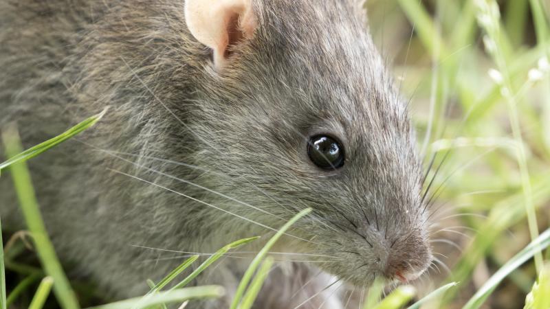 A rat in the field