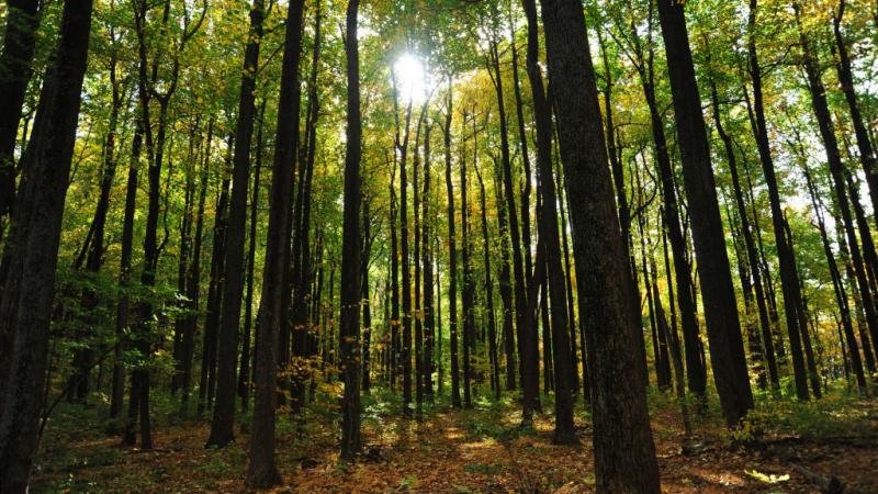 Canopy of trees