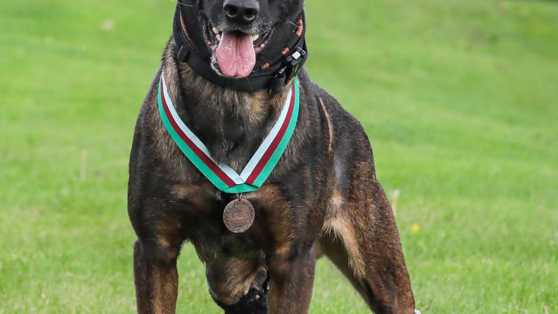Hero dog Kuno