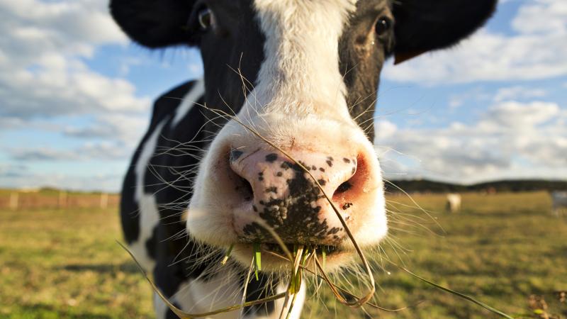 A cow