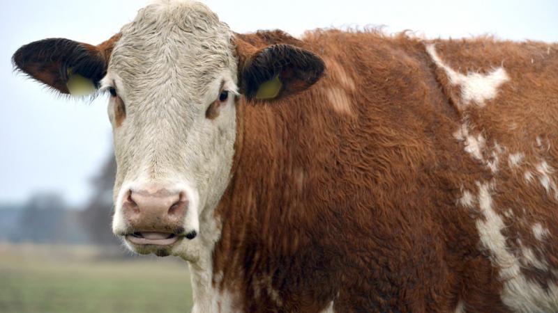 A cow
