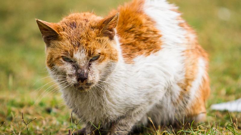 A feral cat