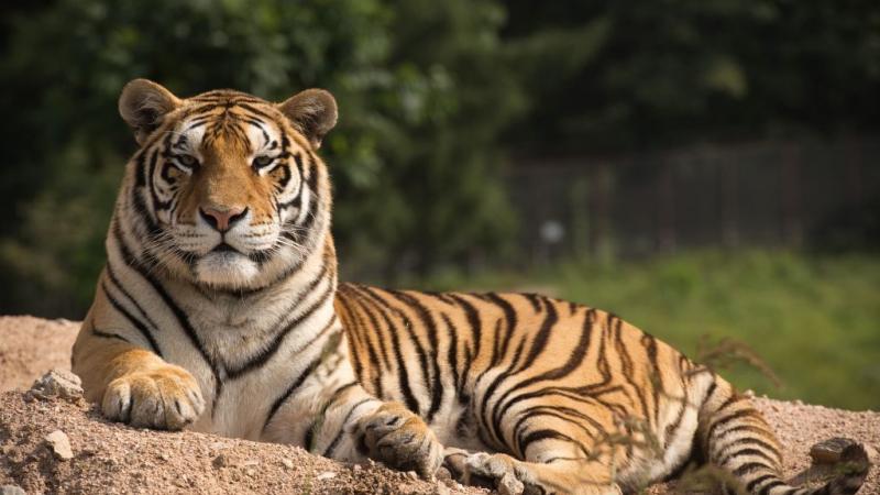 Siberian tiger in Hengdaohezi township on outskirts of Mudanjiang in 2017