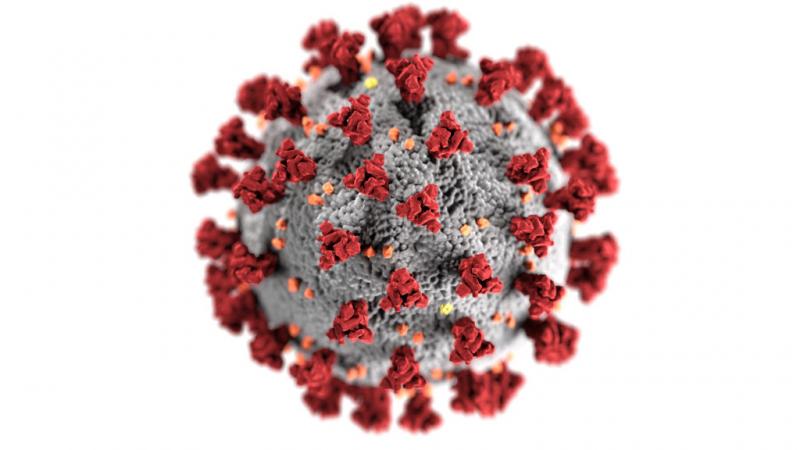 Coronavirus molecule