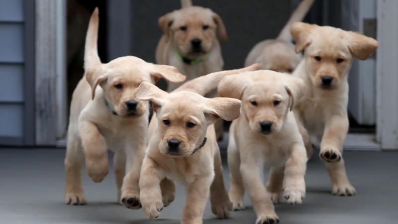 Puppies