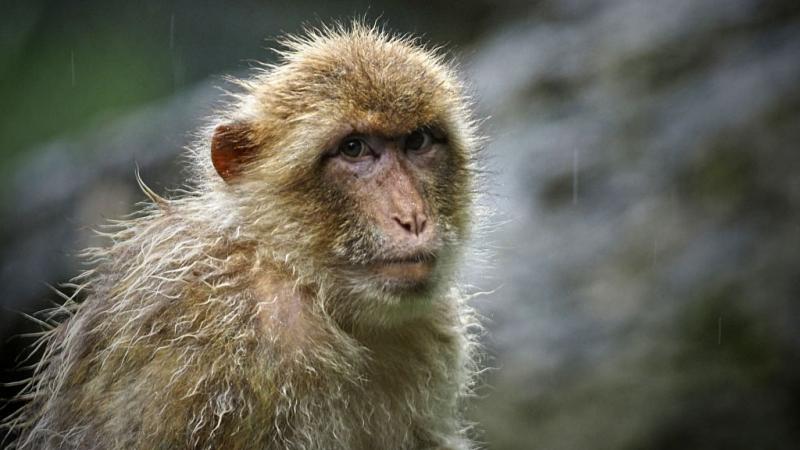 Monkey in a French zoo.