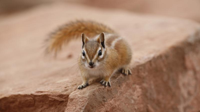 Chipmunk