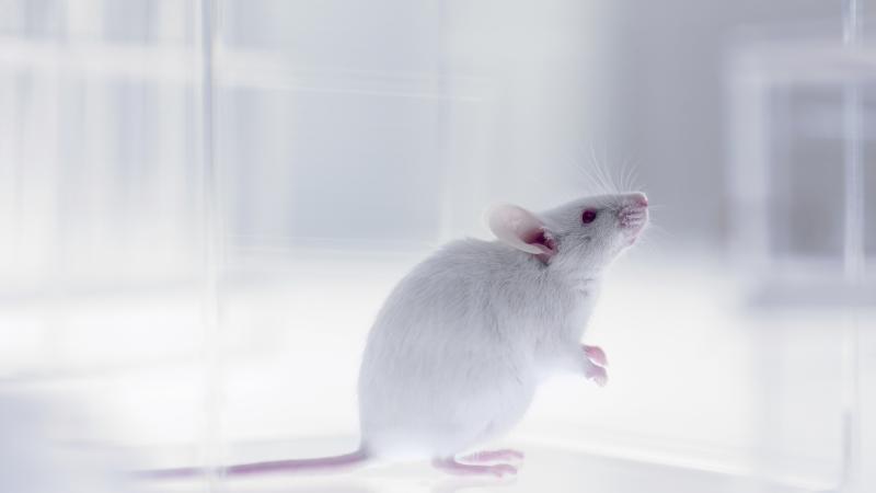 A mouse
