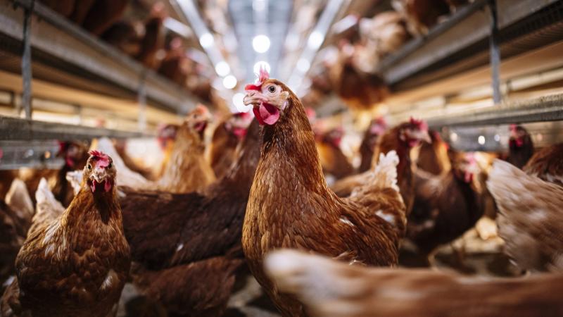 Chickens