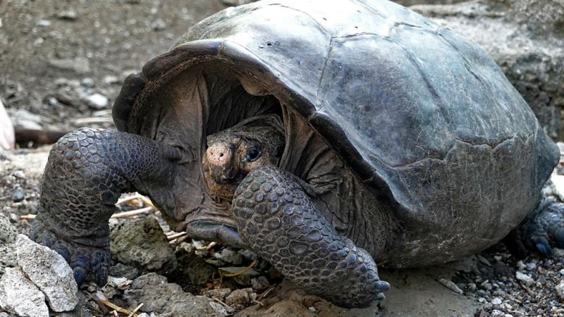 The tortoise, "Fernandina," in 2019