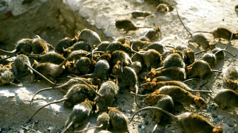 Rats