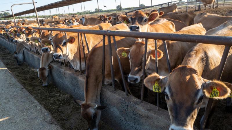 Cattle