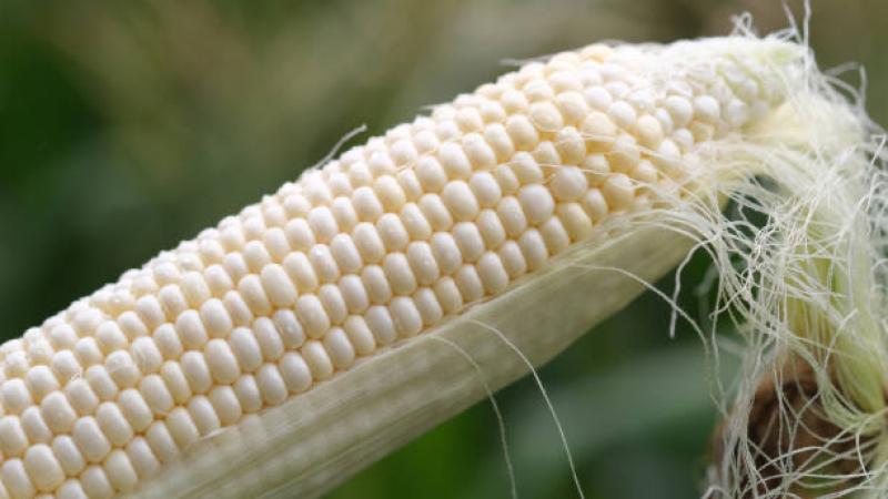 Corn