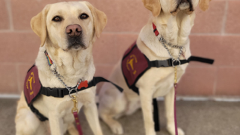 COVID-sniffing dogs