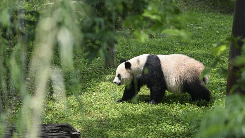 Panda