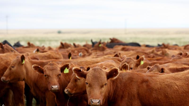 cows