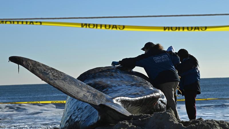 Whale carcass