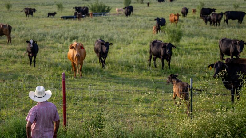 livestock