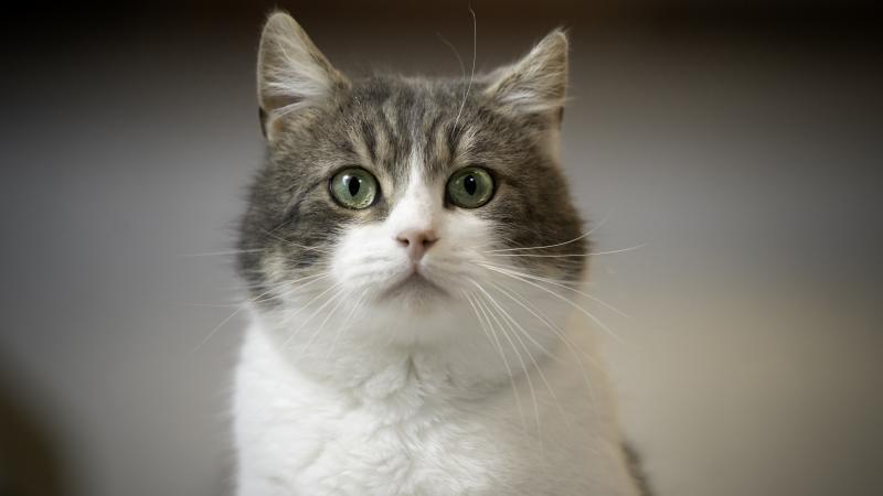 Cat, file photo