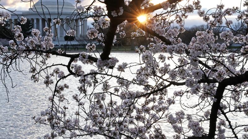 Cherry blossoms