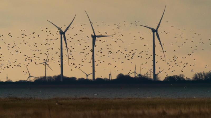 birds and wind energy
