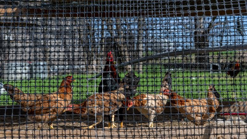 chicken