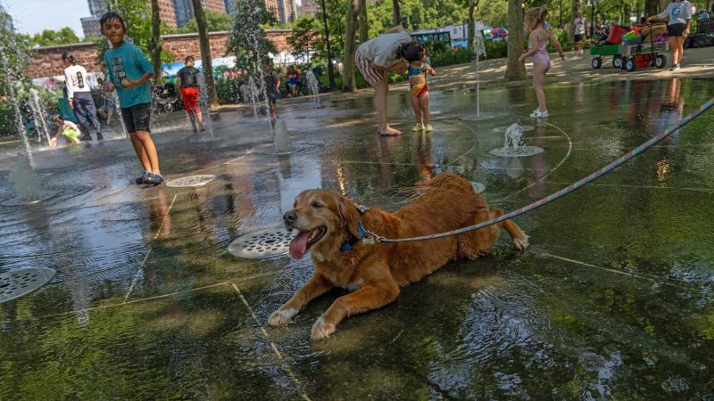 hot dog