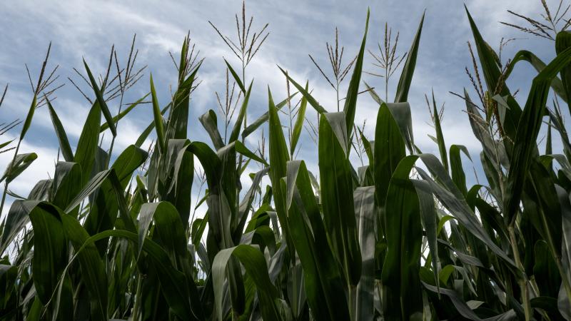 corn