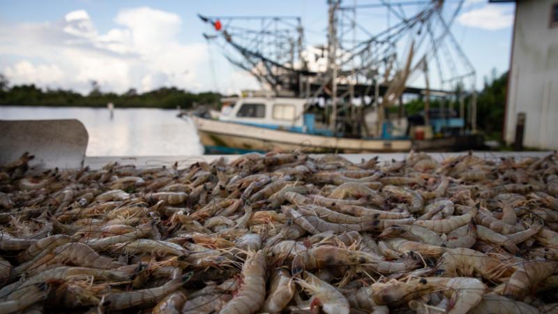 Shrimpers