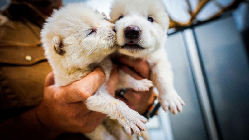 Dire wolf puppies
