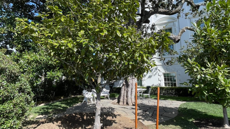 tree