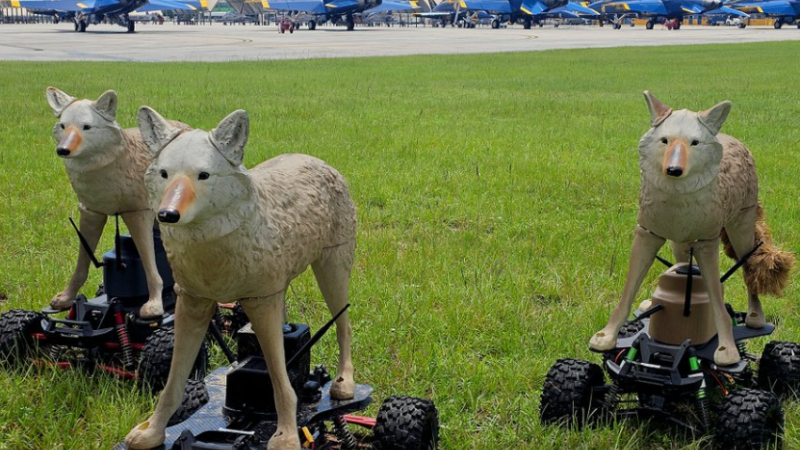 Coyote Rovers