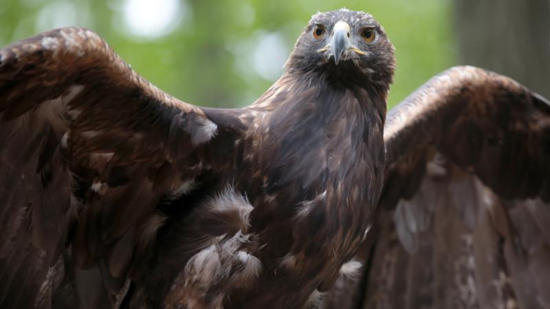 eagle