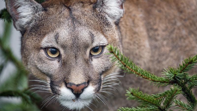 Mountain lion
