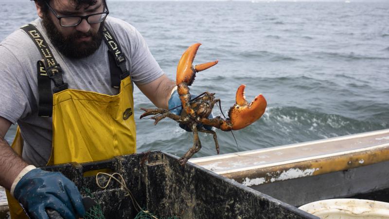 lobster