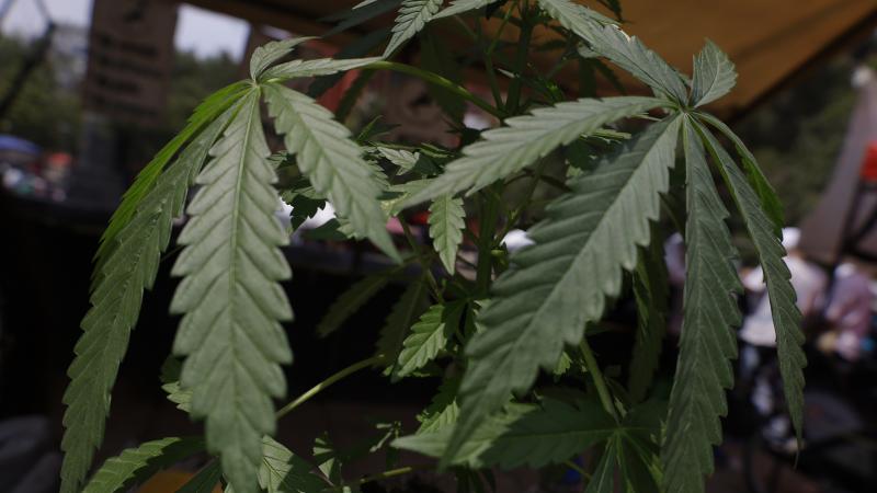 Pot