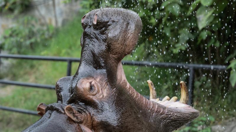 cocaine hippo