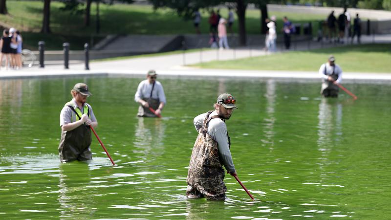 Algae
