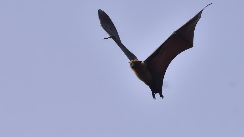 bat