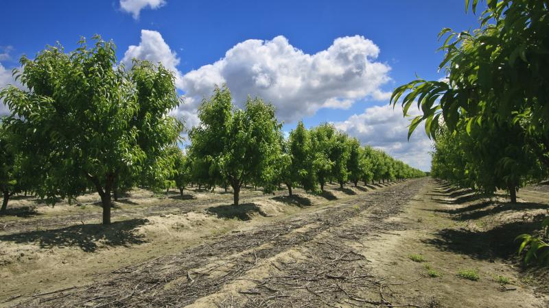 Nectarines